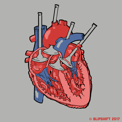 Cardiovalveular II  Design by team blipshift