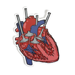 Cardiovalveular Sticker is type of Sticker and related is to this product 